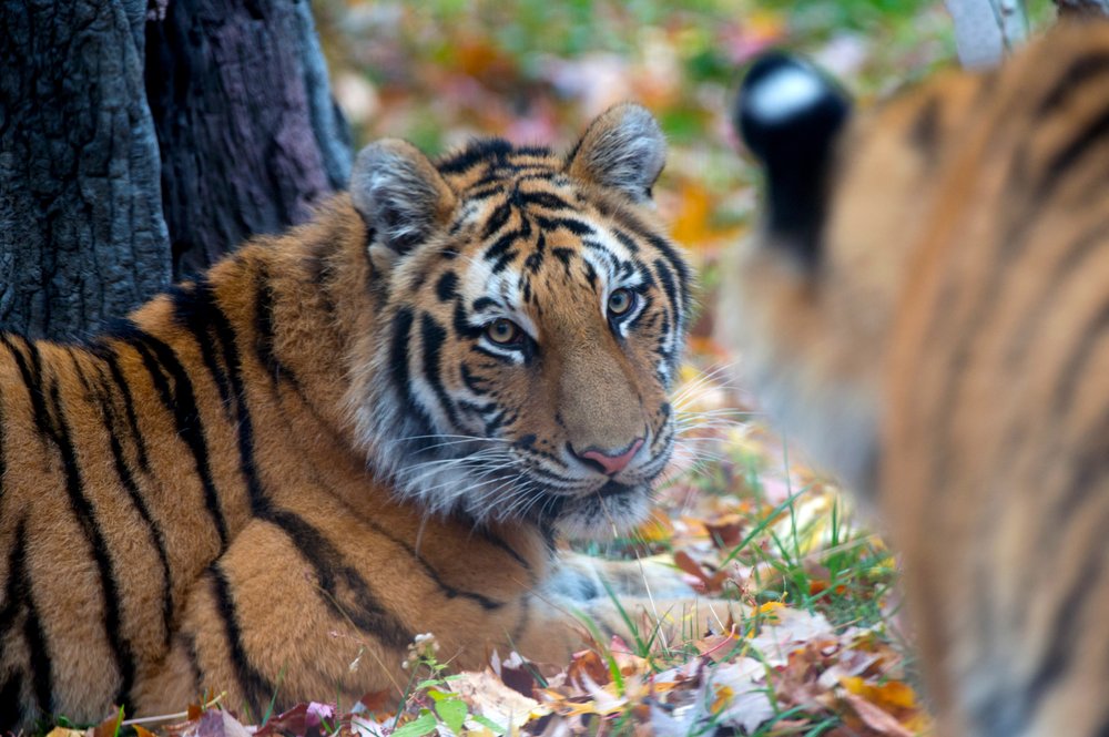 Bronx Zoo Tigers